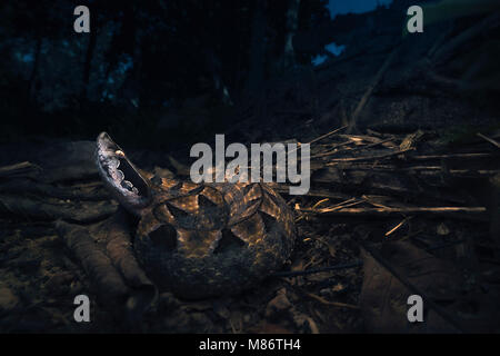 Malese buca viper (rhodostoma di Calloselasma), Krabi, Thailandia Foto Stock