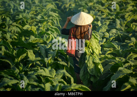 Agricoltore che cammina attraverso un campo di tabacco, Thailandia Foto Stock