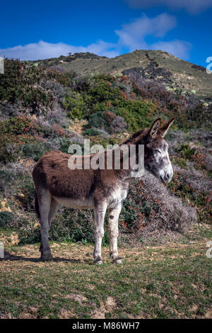 Asino in piedi in un campo, Parco Naturale dello stretto, Tarifa, Cadice, Andalusia, Spagna Foto Stock