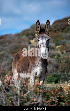 Asino in piedi in un campo, Parco Naturale dello stretto, Tarifa, Cadice, Andalusia, Spagna Foto Stock