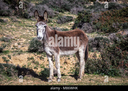 Asino in piedi in un campo, Parco Naturale dello stretto, Tarifa, Cadice, Andalusia, Spagna Foto Stock