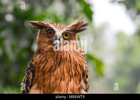 Buffy pesce Owl con eterocromia, Giava Occidentale, Indonesia Foto Stock