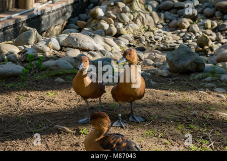 Piccolo grazioso anatra marrone in piedi nel giardino zoologico, Sacramento, California Foto Stock