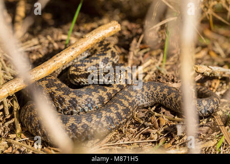 Il sommatore Vipera berus crogiolarsi sulla riserva naturale in Poole, Dorset, Inghilterra. Shot tramite l'erba Foto Stock