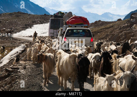 Un gregge di capre, Traffico in Ladakh Himalaya, Jammu e Kashmir India Foto Stock