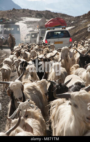 Un gregge di capre, Traffico in Ladakh Himalaya, Jammu e Kashmir India Foto Stock