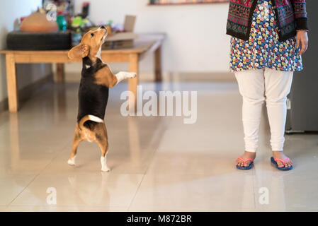 Beagle Puppy in azione giocando in piedi su una gamba Foto Stock