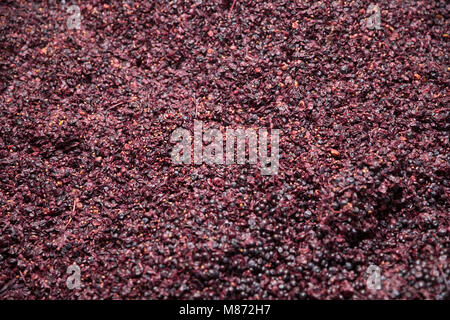 Le uve rosse che sono stati schiacciati per fare il vino, Toscana, Italia Foto Stock