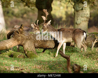 Un maschio e femmina di daino, Dunham Massey, Trafford, Greater Manchester. Foto Stock