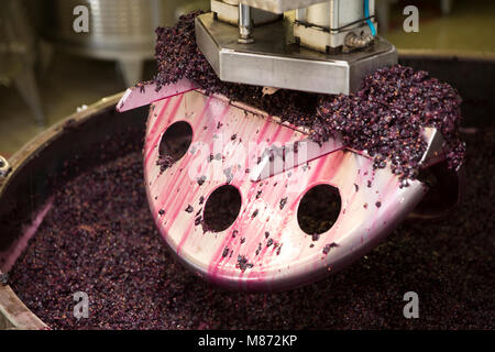 La frantumazione di uve rosse per il vino, Toscana, Italia Foto Stock