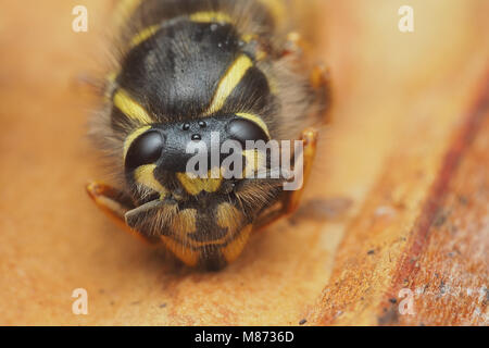 Foto frontale di un Tedesco Wasp (Vespula germanica) in sospensione sul lato inferiore della corteccia di albero. Tipperary, Irlanda Foto Stock