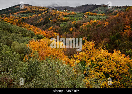 Incredibili colori autunnali in Italia, Toscana. Foto Stock