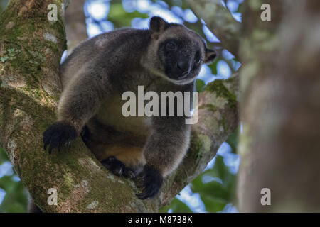 Lumholtzs tree-kangaroo guardando in giù sul fotografo Foto Stock