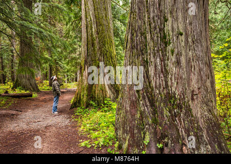 Visitatore guardando western red cedar alberi, Ross Creek cedri Scenic Area, Bull Lake Road, foreste pluviali temperate, Kootenai National Forest, Montana USA Foto Stock