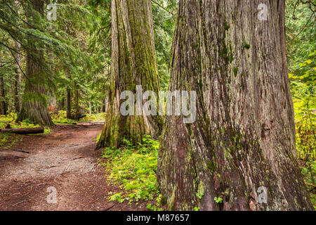 Western red cedar alberi, Ross Creek cedri Scenic Area, Bull Lake Road, temperata foresta pluviale in Kootenai National Forest, Montana, USA Foto Stock