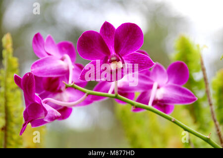 Chiuso orchidea viola mazzetto con ramo Foto Stock