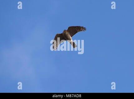 Falco pellegrino, Falco peregrinus, volare contro il cielo blu, Lancashire, Regno Unito Foto Stock