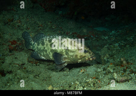 Mimetizzati cernia Epinephelus polyphekadion, in agguato sul letto del mare in Bathala, Maldive Foto Stock