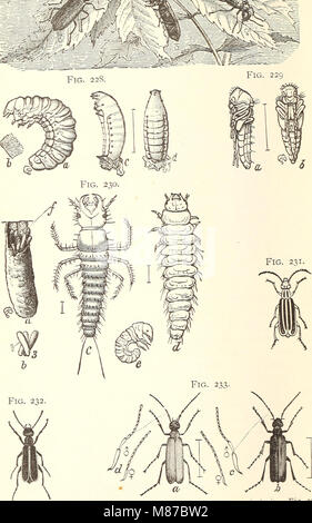 Entomologia economica per l'agricoltore. (1896) (21154412265) Foto Stock