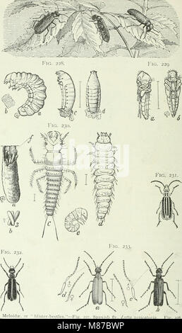 Entomologia economica per l'agricoltore e frutta-coltivatore - e per uso come un libro di testo nelle scuole agrarie e collegi (1906) (14591599338) Foto Stock