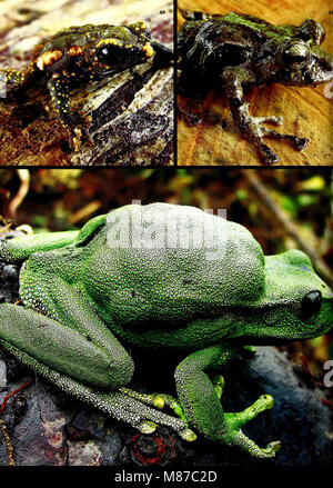 Ecuador - Cabeceras Cofanes-Chingual (2009) (20534591094) Foto Stock