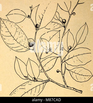 Commestibili e piante velenose della regione dei Caraibi (1944) (20541062714) Foto Stock