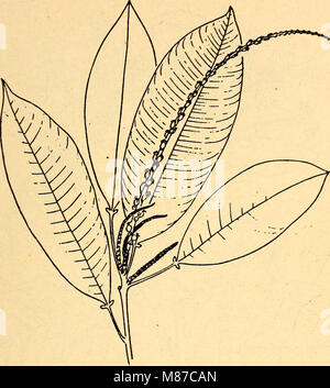 Commestibili e piante velenose della regione dei Caraibi (1944) (21137542416) Foto Stock