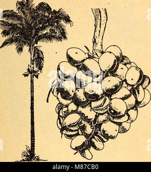 Commestibili e piante velenose della regione dei Caraibi (1944) (21171541341) Foto Stock