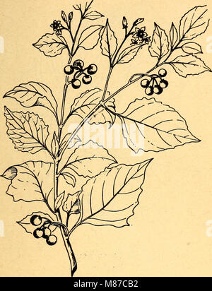 Commestibili e piante velenose della regione dei Caraibi (1944) (21171559501) Foto Stock