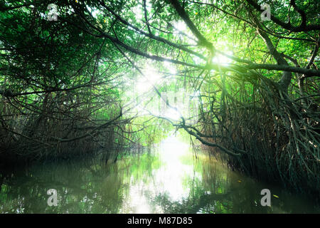 Paesaggio misterioso e surreale bellezza della giungla con fiume Tropicale e Mangrovie foresta di pioggia. Sri Lanka natura e destinazioni di viaggio Foto Stock