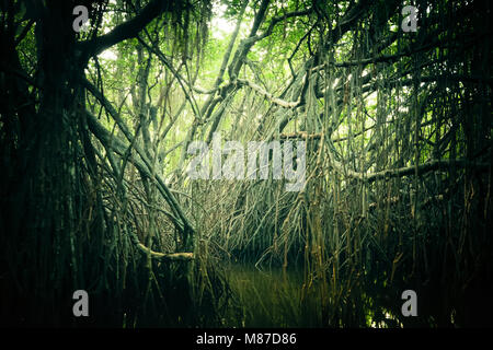 Paesaggio misterioso e surreale bellezza della giungla con fiume Tropicale e Mangrovie foresta di pioggia. Sri Lanka natura e destinazioni di viaggio Foto Stock