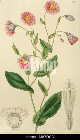 Edwards del registro di botanica, o, ornamentali flower garden e arbusti .. (1829-1847) (20984871178) Foto Stock