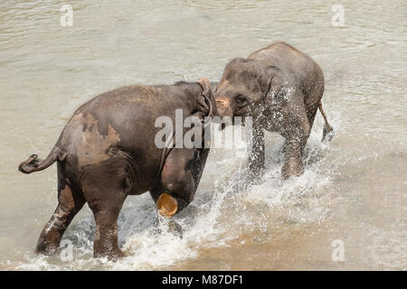 Grandi elefanti asiatici rilassante, balneazione e attraversando il fiume tropicale. Splendidi animali nella natura selvaggia di Sri Lanka Foto Stock