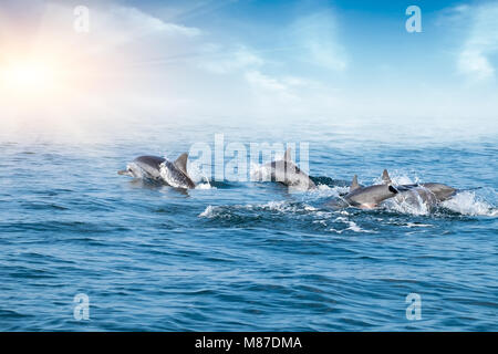 (Delfini Stenella longirostris) porpoising e a caccia di tonno in mattina. Grazioso mammiferi marini jumping sotto ocean superficie illuminata dal sole. Sri Foto Stock