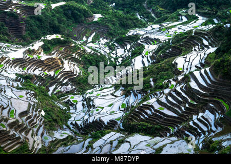 Incredibile texture astratta di terrazze di riso di campi con sky colorato riflesso nell'acqua. Ifugao provincia. Banaue, Filippine patrimonio UNESCO Foto Stock