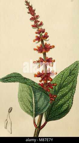 Edwards' Botanical Register, pubblicato dal 1829 al 1847, offre descrizioni dettagliate di piante ornamentali, fiori e arbusti, fornendo ai giardinieri informazioni sulla coltivazione e sulla progettazione del giardino. Foto Stock