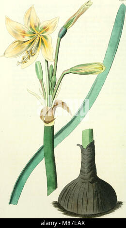 Edwards' Botanical Register, pubblicato dal 1829 al 1847, è un'opera botanica completa incentrata sui giardini ornamentali di fiori e arbusti, che offre descrizioni di specie di piante, metodi di coltivazione e progetti di giardini. Foto Stock