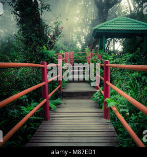 Misterioso paesaggio della foresta di nebbia con ponte di legno e il pavilion. Bellezza surreale di alberi esotici, canneto di arbusti a giungle tropicali. Foto Stock