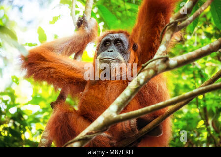 Orangutan femmina seduto su albero e guardando in giro contro il fogliame verde sullo sfondo. Primate seduta rilassata sul ramo in una giungla tropicale. A Sumatra Foto Stock