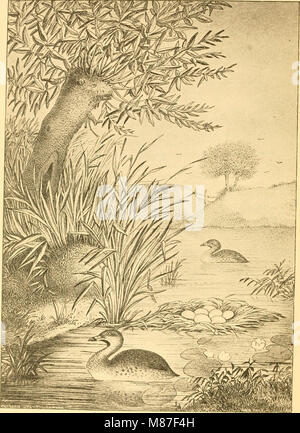 Questa pubblicazione del 1886 offre una guida completa per l'identificazione delle specie di uccelli nordamericane in base ai loro nidi e uova. Include descrizioni e illustrazioni dettagliate, che forniscono preziose informazioni per ornitologi e birdwatcher. Foto Stock