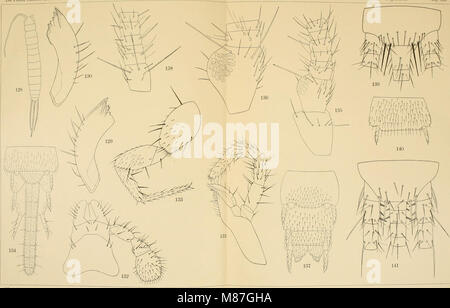Die Fauna südwest-Australiens. Ergebnisse der Hamburger südwest-australischen Forschungsreise 1905 (1907-08) (20726417608) Foto Stock