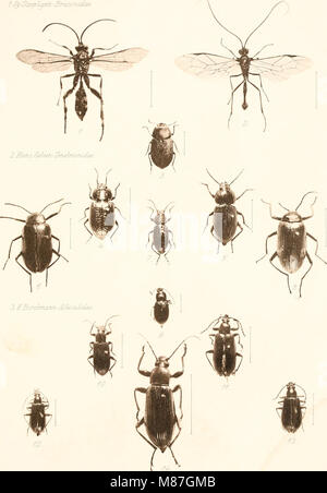 Die Fauna südwest-Australiens. Ergebnisse der Hamburger südwest-australischen Forschungsreise 1905 (1908) (20888059726) Foto Stock