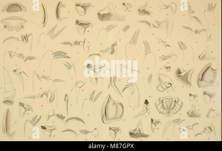 Die Fauna südwest-Australiens. Ergebnisse der Hamburger südwest-australischen Forschungsreise 1905 (1912) (20291960304) Foto Stock