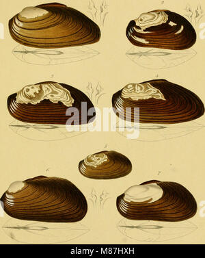 Die Flussperlmuscheln (Unio et Hyria.) in Abbildungen nach der Natur mit Beschreibungen (1848) (20905728492) Foto Stock