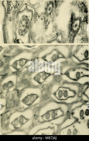 Elettron-struttura microscopica di protozoi (1963) (20586649844) Foto Stock