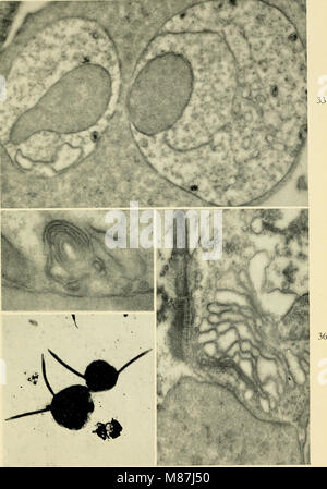 Elettron-struttura microscopica di protozoi (1963) (21021178970) Foto Stock