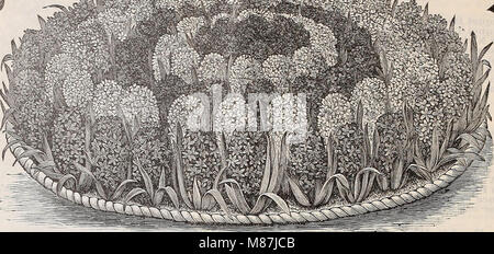 Dreer's 1897 catalogo autunno - bulbi, piante, semi &c (1897) (20375016534) Foto Stock