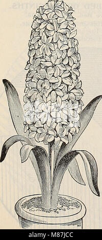 Dreer's 1897 catalogo autunno - bulbi, piante, semi &c (1897) (20376578203) Foto Stock