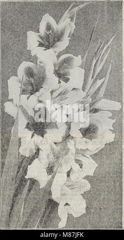 Dreer's 72a edizione annuale giardino prenota - 1910 (1910) (14779893715) Foto Stock