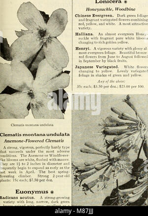Dreer's lampadine - piante, arbusti, e sementi per la semina di caduta (1936) (21000161572) Foto Stock